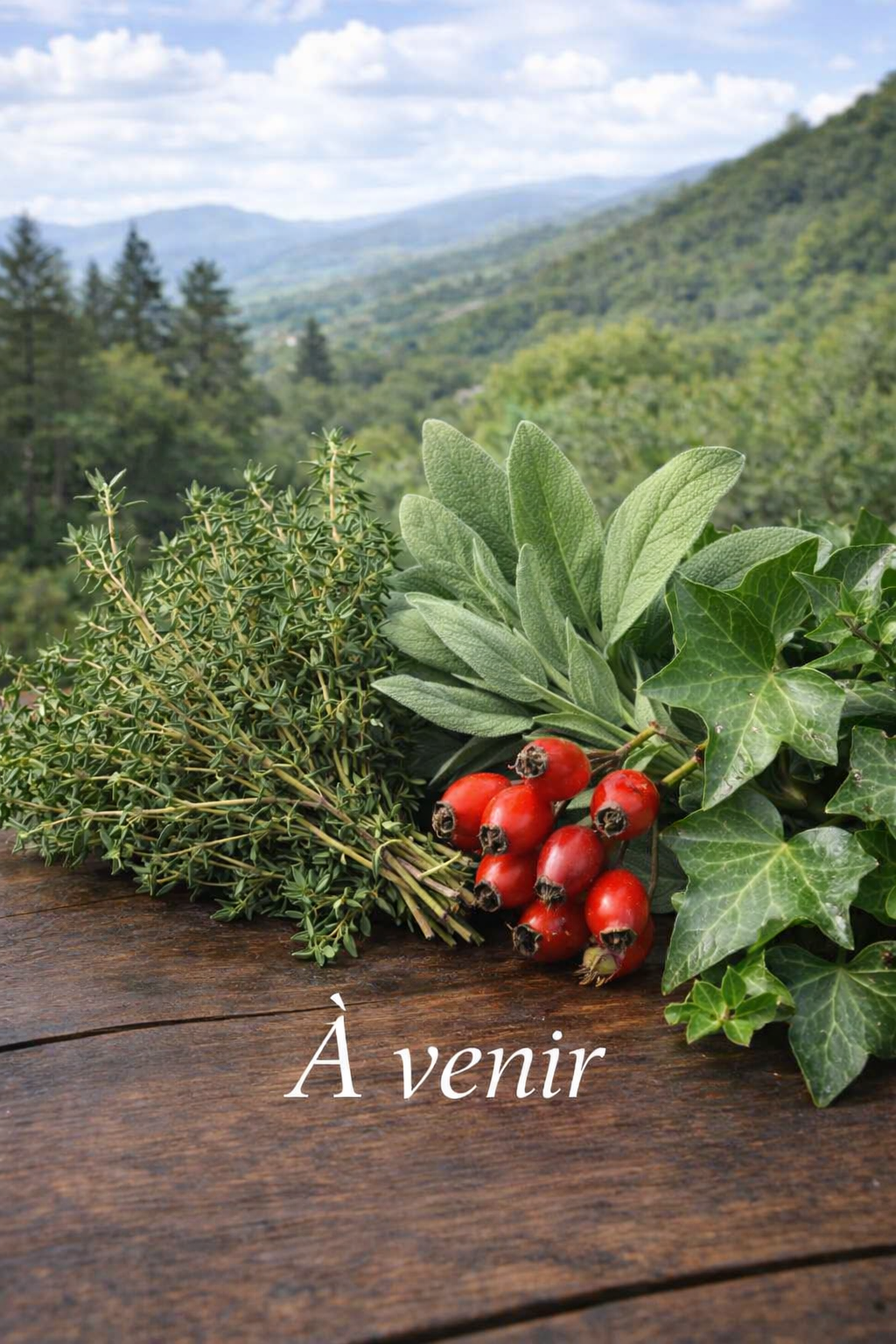 Achillée millefeuille pour les douleurs menstruelles – CYCLE FÉMININ